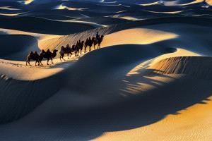 SPC Merit Award - Changxiu Liu (China)  Camel Shadow