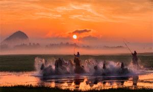 PhotoVivo Gold Medal - Chunling Li (China)  Morning Herd