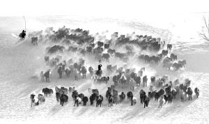 SPC Bronze Medal - Kaixuan Liu (China)  Galloping Horses
