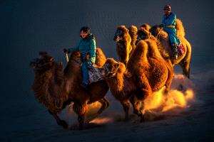 PhotoVivo Gold Medal - Xueping Cui (China)  Camels Team