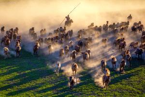 APU Honor Mention e-certificate - Lianjun Quan (China)  Galloping Horses